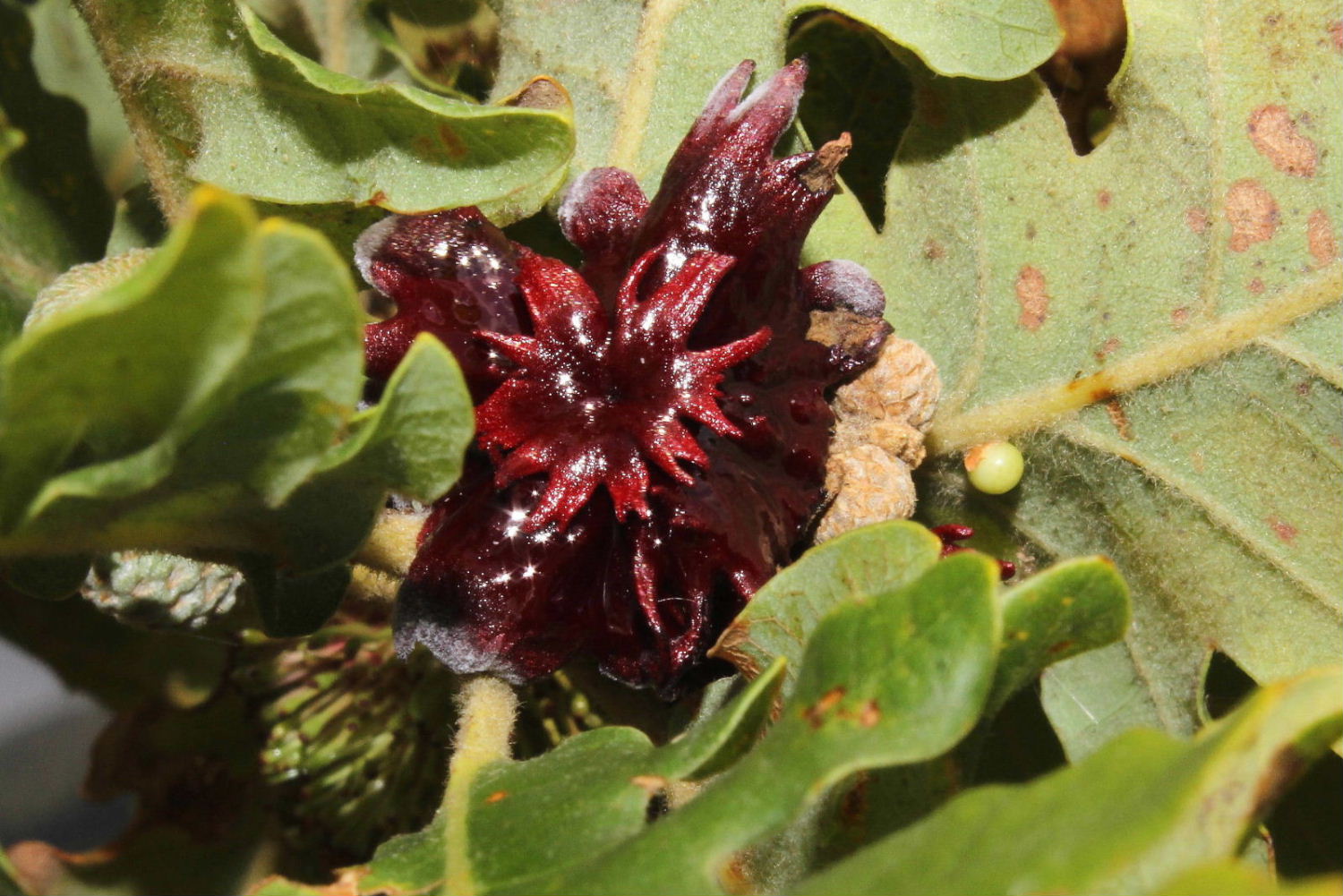 Galle su quercia di 5 specie di Andricus sp. (Cynipidae)